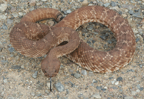 San Diego Rattlesnake